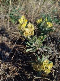 Image result for Helichrysum moggii