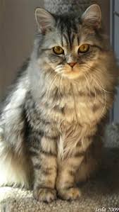 British Semi Longhair Breed Profile Origin Great Britain Colors Variety Size Medium To Large Coat Type S Semi Cat Breeds Rare Cats Beautiful Cats