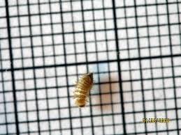 carpet beetle larva the backyard