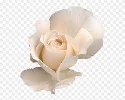 We did not find results for: White Rose Png White Roses Transparent Flowers Clipart White Roses Transparent Background 2963627 Pikpng