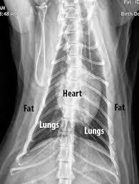 Figure 8 1 normal pa chest x ray labelled line drawing foamed medical education resources by litfl is licensed under a. Learn How To Read A Cat X Ray Long Beach Animal Hospital