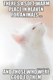 By tmlt publisher july 14, 2021 people 0 comments. Rest In Peace Quotes For Cats Article And Tips For Your Beloved Kitty Catorcat Com Crazy Dogtrainingobedienceschool Com