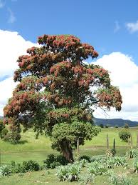 Image result for Hagenia abyssinica