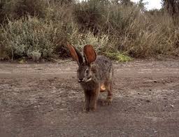 Although it was not a very happy list to compile, part of the reason for doing so was to raise awareness of the. The Sad 5 Endangered Animals You Don T See In The Headlines Africa Geographic