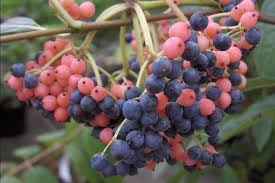 Od lat była związana z gazetą wyborczą. Kalina Bialojagodowa Winterthur Viburnum Nudum C2 50cm Future Gardens