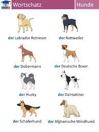 deutsch lernen wortschatz hunde german grammar german language german words