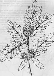 Image result for Dalbergia nitidula