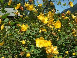 Il gelsomino è una pianta rampicante sempreverde a portamento arbustivo che si riconosce in tarda primavera/inizio estate per il suo intenso profumo, piccoli fiori dal colore giallo/bianco e fogliame verde intenso. Sfondi Natura Fiori Gialli Piante Giallo Sempreverde Fiore Flora Produrre Impianto Di Terra Pianta Fiorita Pianta Legnosa Arbusto Famiglia Di Rosa Iperico Hypericaceae Rosa Di Sharon Rosa Rubiginosa Radica Austriaco 2048x1536