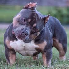 Razors edge, gottiline , graylines, xl, xxl, xxxl, bluelines, red rum and monster g lines, remylines, marcuslines, norselines, jaggerlines, kingpinline. Caring For Your American Bully Bully King Magazine