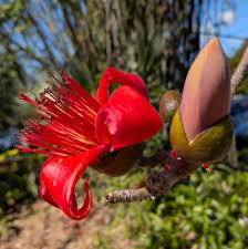 Image result for Bombax