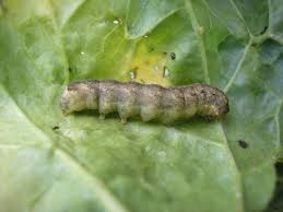 Epingle Sur Animaux Du Jardin