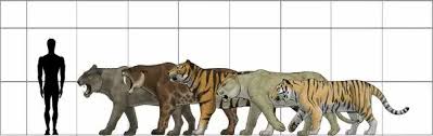 A1 84x59cm Poster Of Big Felines Size Chart