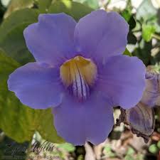 Image result for Acanthaceae