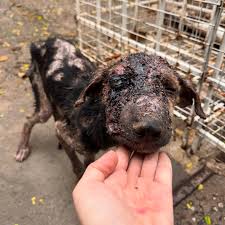 Cómo negarnos a rescatarla? Anoche publicaron esta cachorra, se encontraba en el barrio 8 de abril y un monstruo le dió un machetazo en su cara. Así como la ven prácticamente destruida