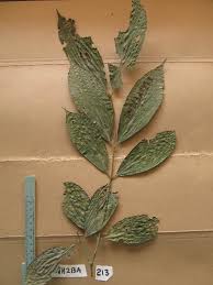 Image result for Cassipourea gummiflua