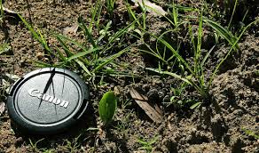 Image result for Ophioglossum gomezianum