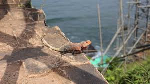Check spelling or type a new query. The Real Reason Chameleons Change Color