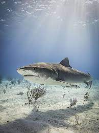 Tiger Shark At Tiger Beach By Macdaza Sealife Shark Pictures Shark Tiger Shark