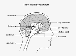 The nervous system, through the use of neurons, make human beings aware of their environment as well as their own bodily needs. Diagram Of The Central Nervous System Brain With Spinal Cord Cerebrum Brain Stem Png Image Transparent Png Free Download On Seekpng