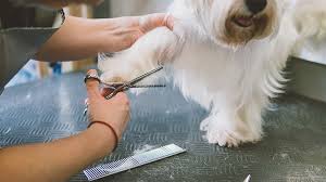 We did not find results for: The 10 Best Pet Groomers In Illinois