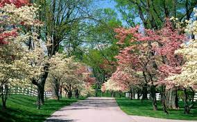 Wallpaper spring pictures of nature. Free App Spring Live Wallpaper Get This Spring Live Wallpaper And Enjoy Images Of Springtime Nature Take A Stroll In The Nature Make A Bouquet Of Cute Spring Flowers Run Carefree Through The