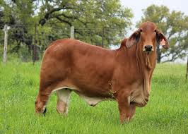 A young black calf enjoying the sunny outdoor life.this calf is a cross between the brahman and nguni breed of cattle. Black Brahman Cattle For Sale In Texas