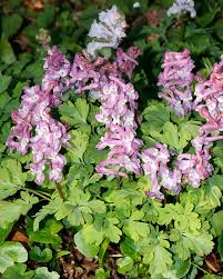 Image result for Corydalis mildbraedii
