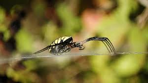 What's your first instinct when you see a spider in your vegetable or flower garden? Argiope Aurantia Wikipedia