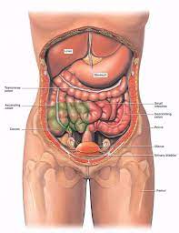 Diagram showing the human internal organs in the head and torso. Human Female Anatomy Diagram Koibana Info Human Body Organs Human Body Anatomy Body Anatomy Organs