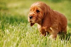 The spaniard is king ferdinand's most trusted agent and a supporting antagonist in pirates of the caribbean: Hd Wallpaper Puppy On Grass Dog Gold Doggy Cocker Spaniel English Coker Wallpaper Flare