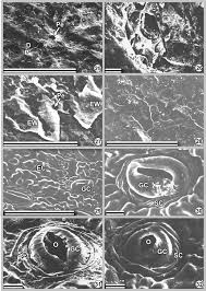 Image result for Clutia robusta