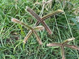 Image result for Dactyloctenium geminatum