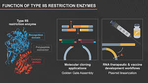 Types of Restriction Endonucleases | NEB