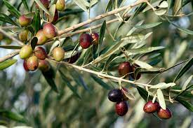 unbiased news source, Olive trees were first domesticated 7000 years ago!, news without politics