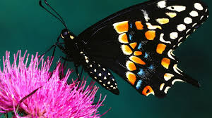 Desktop Hd Butterfly Wallpapers Valentine's day motion background loop. desktop hd butterfly wallpapers