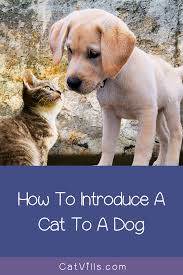 When bringing a new cat home to meet your resident cat, it's never a good idea to just throw them into a room together. How To Introduce A Puppy To A Cat Review At Puppies Addlab Aalto Fi