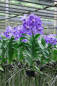 Image result for Vanda coerulea