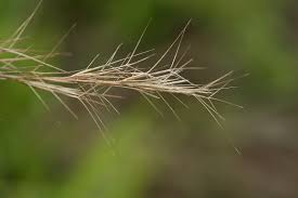 Image result for Aristida adscensionis