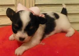 Baby Black And White Papillon Chihuahua Chions Black And White Long Hair Female Puppies