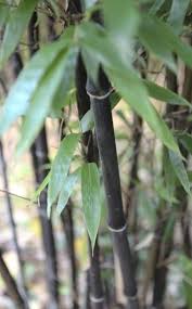 Bambus Bambus Pflanzen Und Pflanzenblatter