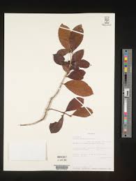 Image result for Coffea salvatrix