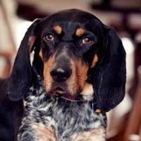 Vip puppies works with responsible dog breeders across the united states. Bluetick Coonhound Rescue Adoptions
