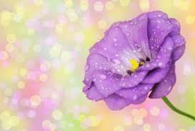 Their double blooms are shades of red, purple, white, pink, orange, and yellow. 11 Different Flowers That Almost Look Like Roses With Pictures Conserve Energy Future