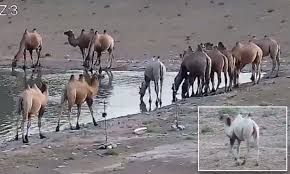 4k and hd video ready for any nle immediately. Rare Albino Camel Is Captured On Camera At A Nature Reserve In China Daily Mail Online