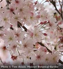 The canopy on older trees often grows wider than the tree grows tall. Autumn Flowering Cherry Description Herbeins Garden Center Pa Lehigh Valley Nursery Landscaping