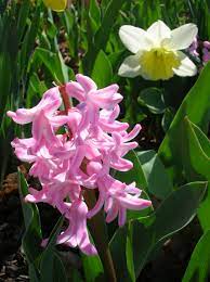 Sprinkle a teaspoon of epsom salts into the hole where they go to provide magnesium. Love These Fragrant Early Spring Flowers Esp After The Long New England Winter Early Spring Flowers Spring Flowers England Winter