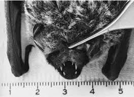 Image result for Bat Bite