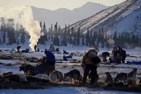 Iditarod Checkpoint Rainy Pass Iditarod Alaska Dog Musher