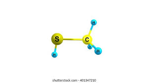 Image result for Methanethiol
