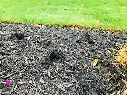 Check spelling or type a new query. Do Chipmunks Dig Holes In Mulch
